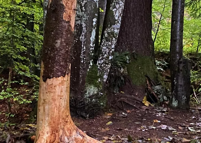 Haus Gaberhel Ellmau